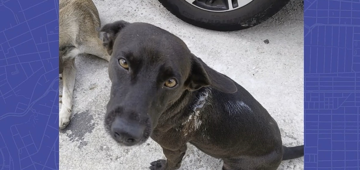 Cão comunitário é esfaqueado em Maceió e caso gera medo e revolta entre moradores