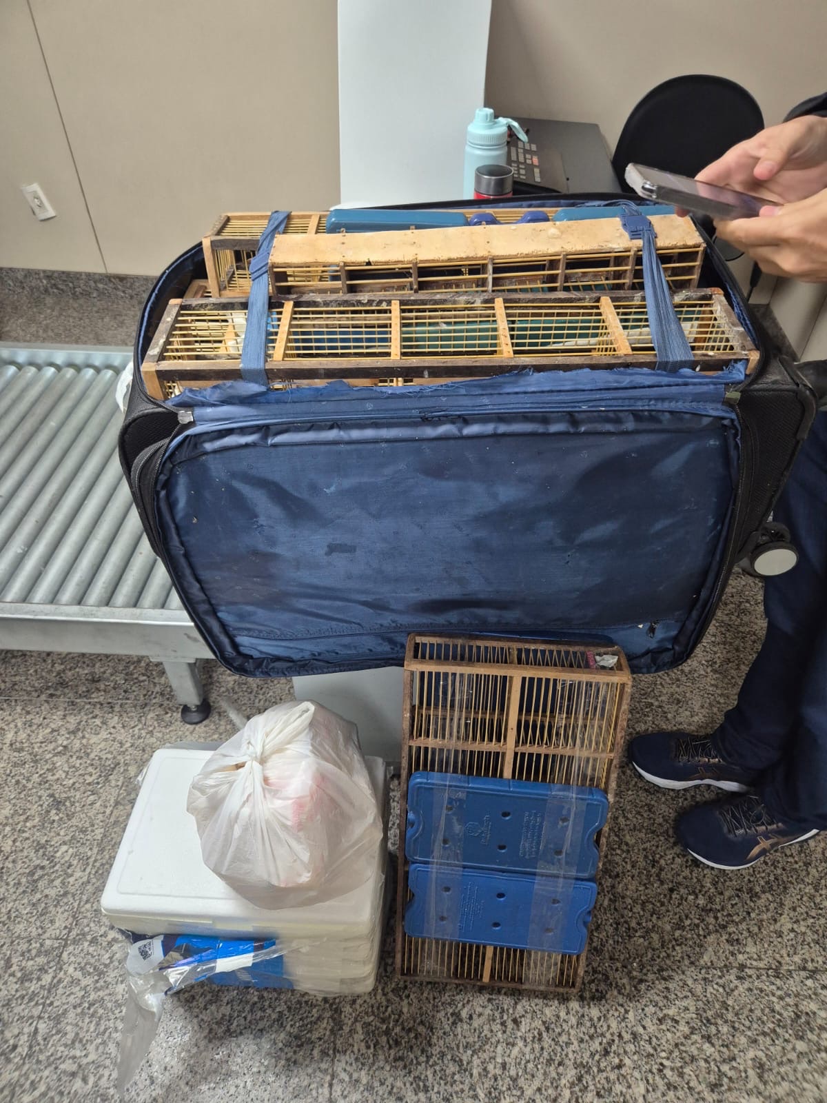 Ação integrada da PCAL e Polícia Federal apreendem 42 aves silvestres em bagagem no Aeroporto de Maceió