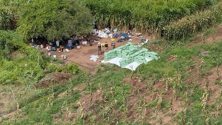 APREENSÃO HISTÓRICA: PF INTERCEPTA CERCA DE 2 TONELADAS DE MACONHA NA DIVISA ENTRE ALAGOAS E BAHIA