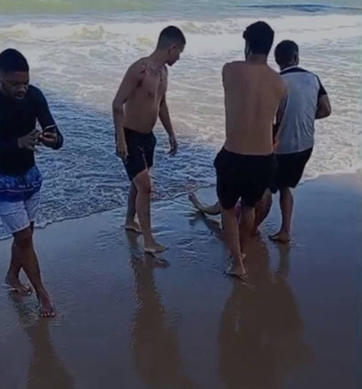 TARDE DE LAZER TERMINA EM DESESPERO APÓS JOVEM SER ATACADA POR TUBARÃO EM BOA VIAGEM