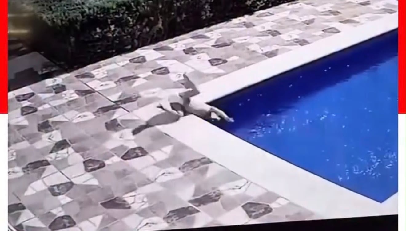 “MEU MILAGRE!”: CRIANÇA QUE NÃO SABIA NADAR CAI EM PISCINA E CONSEGUE SE SALVAR SOZINHA
