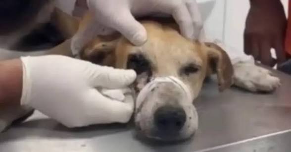 SUSPEITO DE BALEAR CACHORRO NO OLHO SE APRESENTA À POLÍCIA EM UNIÃO DOS PALMARES