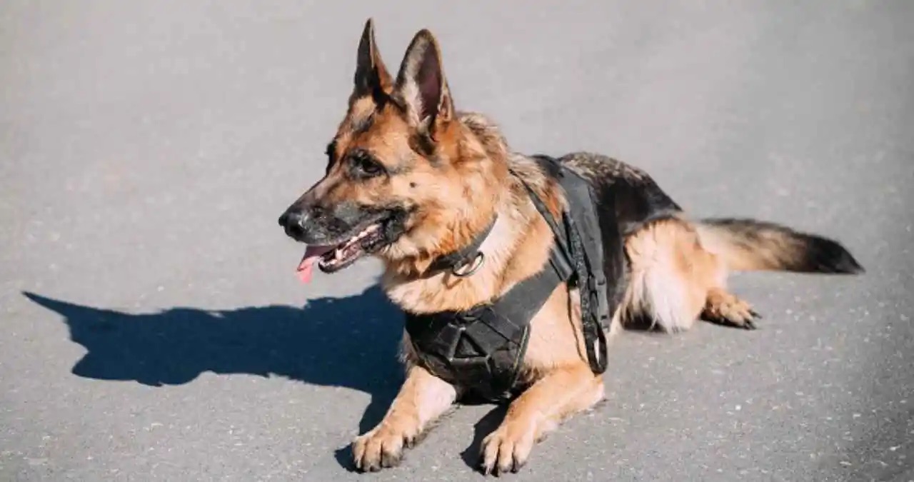 CÃO DA PM ENCONTRA MAIS DE 31 KG DE MACONHA EM MALA DENTRO DE ÔNIBUS NA BR-101, EM ALAGOAS