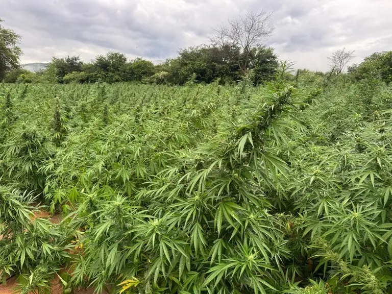 PF DEFLAGRA OPERAÇÃO E CUMPRE MANDADOS CONTRA ORGANIZAÇÃO CRIMINOSA DO TRÁFICO DE MACONHA EM ALAGOAS