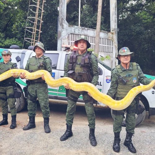 BATALHÃO AMBIENTAL REALIZA RESGATE DE PITON ALBINA DE APROXIMADAMENTE 5 METROS.