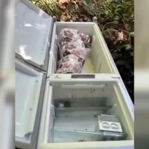 “Polícia revela: Mulher encontrada morta em geladeira vítima de assassinato perpetrado pelo genro com auxílio da filha”